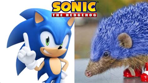 Sonic Hedgehog Real Life