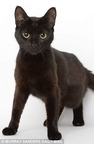 This is an analysis of the poem languishing eyes that begins with: It's not fur! Meet the cats no one wants - just because ...