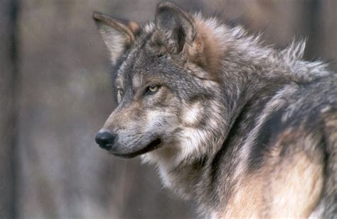 May 10 Speaker Series Reproductive Science And Wolves