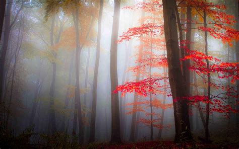 Nature Landscape Mist Forest Fall Leaves Trees