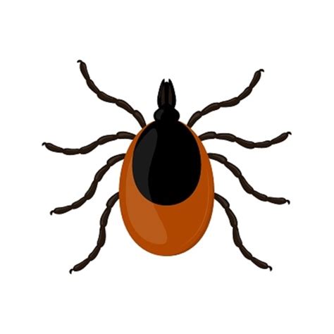 Cornell Cooperative Extension Ticks And Tick Borne Disease