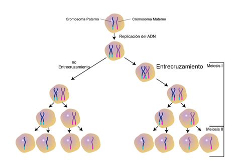 Esquema De Cromosoma ¡fotos And Guía 2024