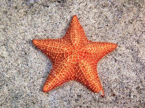 Do Starfish Have Brains Animal Uk