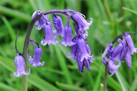 Bluebell Poisoning In Horses Symptoms Causes Diagnosis Treatment