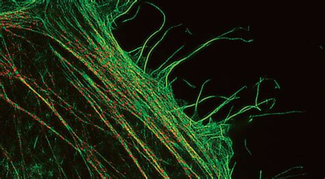 Super Resolution Microscopy Comes Into Focus Microscopy Fluorescence