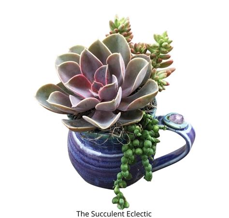 Planting Succulents In Containers Without Drainage Drill Your Own