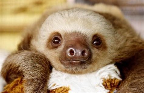 Cute Baby Sloths Taking A Bath Baby Sloths During Bath Time Anfinson