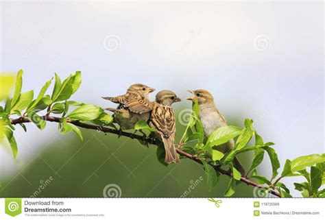 Sparrow Feeds Its Little Funny Birds Sitting On A Branch In Spring