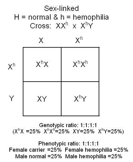 Hemophilia Punnett Square Biological Science Picture Directory Pulpbits Net