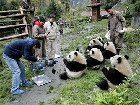 The China Panda Valley In Chengdu Is The Newest Transitional Training