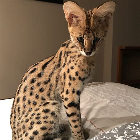 Pictures Of F1 Savannah Cats Cat Bhw