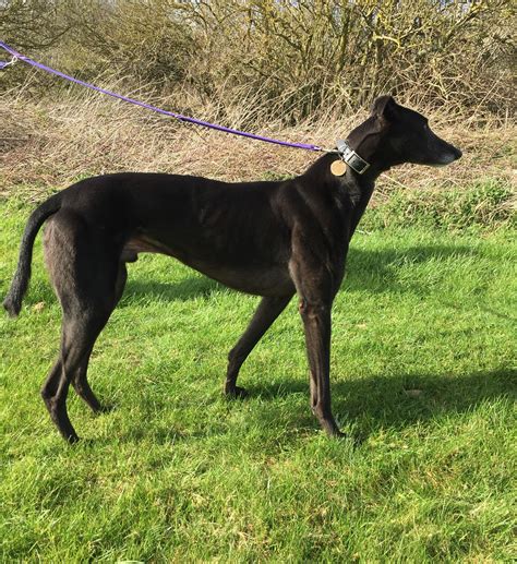 Dogs that have had massive liver tumors removed have a good prognosis, and may live for years past the operation. Dempsey - 5 year old male Greyhound dog for adoption