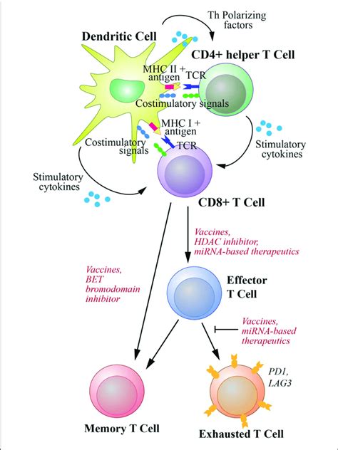 T Cell Activation And Differentiation Into Effector Cells And Download Scientific Diagram