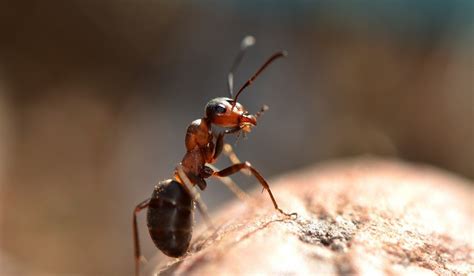 Ants In Your Garden 6 Ways To Eliminate Them Naturally Crate And Basket