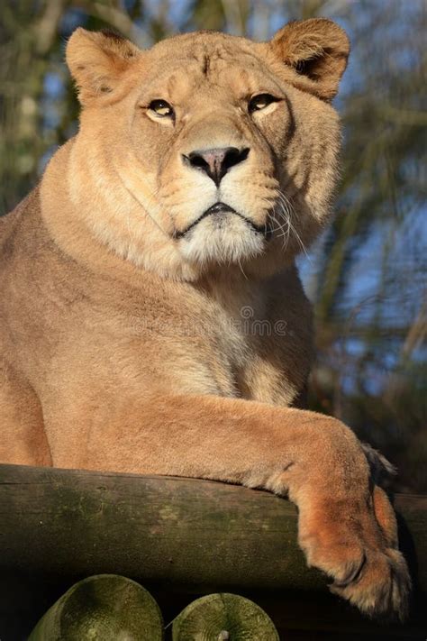 Barbary Lion Stock Photo Image Of Wild Extinct Atlas 22745510