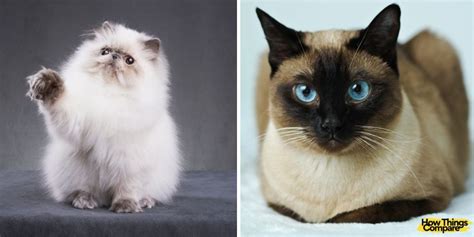 Persian Cat Vs Siamese Cat How Do They Compare