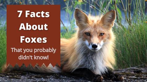 7 Facts About Foxes That You Probably Didnt Know Fox Facts Fox Fox