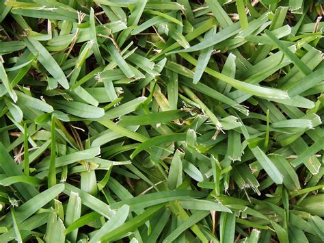 Lawn Spotlight St Augustine Grass In Georgia Proactive Pest Control