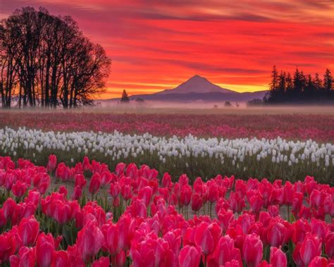 Tulip Fields Flanked By Mt Hood In Oregon Oregon Scenery Beautiful