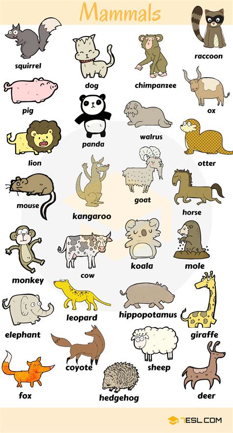 List Of Mammals Useful Mammal Names With Pictures • 7esl