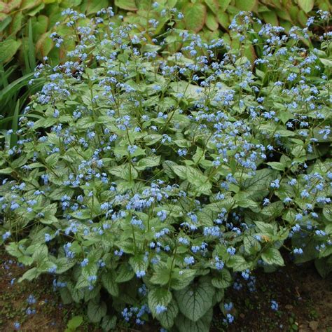 Brunnera Macrophylla Jack Frost White Flower Farm