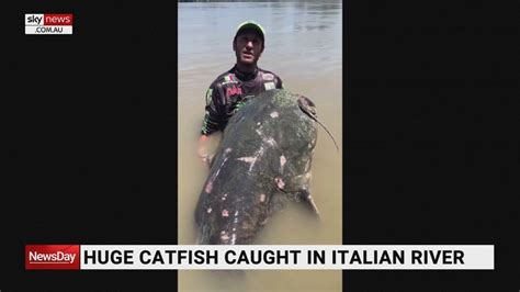 Huge Catfish Measured At Nearly Three Metres Caught In Italian River