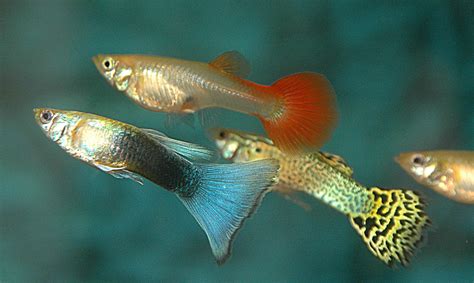 Types Of Guppies Guppy Breeding Species Guppy Tank Fancy Guppy And