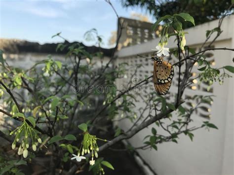 Mariposa Llana Del Tigre Chrysippus Del Danaus En La Flor Blanca Y