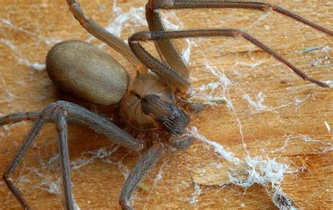 How To Safely Get Rid Of Brown Recluse Spiders Around Your Roseville Home