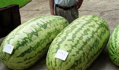 Watermelon Seeds Carolina Cross Giant Huge 200 Lb Gmo Free 10