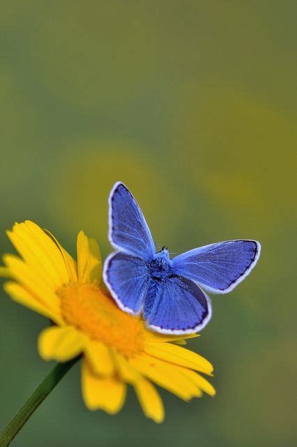 A Blue Butterfly Sitting On Top Of A Yellow Flower