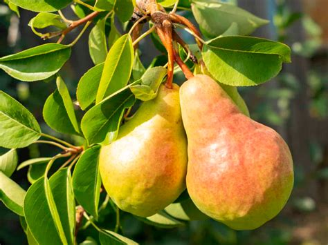 14 Dwarf Fruit Trees To Create A Mini Orchard On Your Patio Fruit Trees