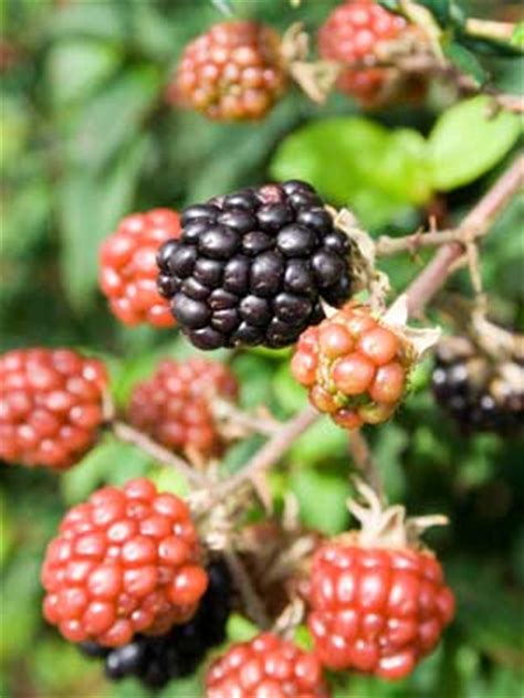 Plant growing guides for vegetables, fruit, herbs and flowers for growing at home. Blackberry Grow Guide