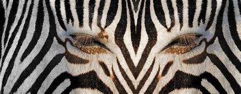Synthetic Zebra Photograph By Joe Bonita Fine Art America