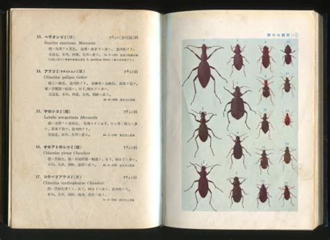 原色千種昆虫図譜 : daily-sumus2