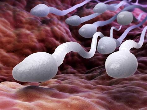 How Long The Sperm Can Survive Outside The Body Lifealth