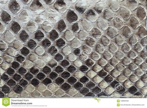 Snake Leather As A Background Or Texture Stock Photo Image Of