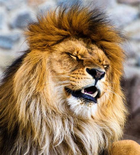 Beautiful Mighty Lion Stock Photo Image Of Dangerous 153466010