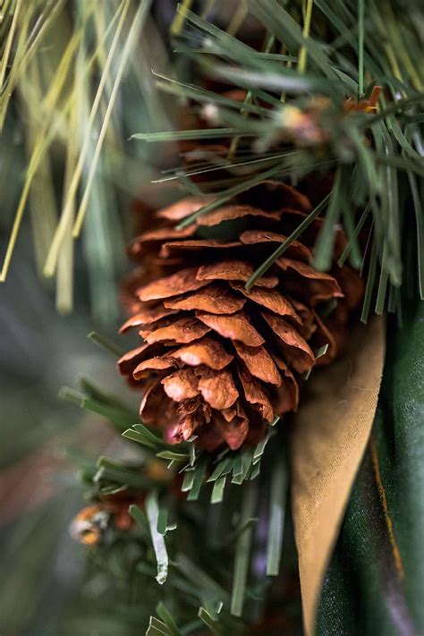 Details Pine Cone Wallpaper In Cdgdbentre