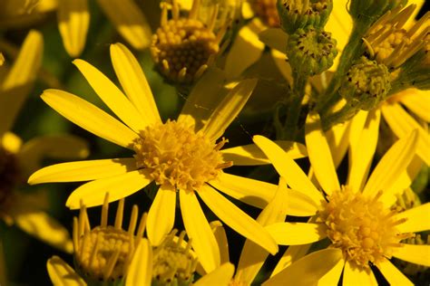Wild Ragwort Flowers Flowers Wildlife Photography By Martin Eager