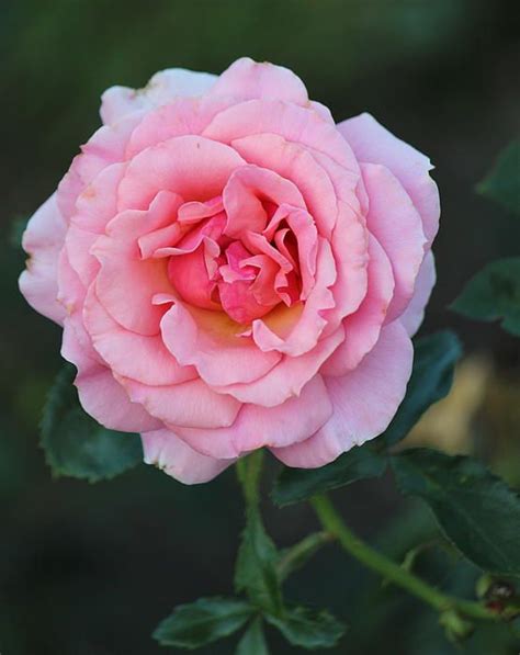 Rose In Full Bloom By Rosanne Jordan Rose Bloom Pink Rose