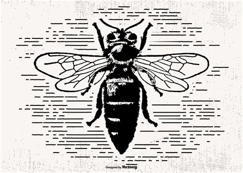 Download Drawn Hornet Vector Illustration - Download Free Vector Art, Stock Graphics & Images