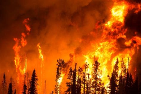 Free fire is the ultimate survival shooter game available on mobile. Forest Fire Free Stock Photo - Public Domain Pictures
