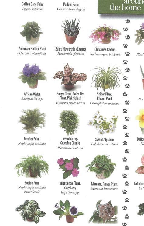 Cats can eat many types of plants and won't harm them. Pin by Kristy Griffiths on Toxic Plants | Ribbon plant ...