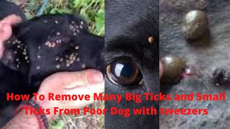 How To Remove Many Big Ticks And Small Ticks From Poor Dog With