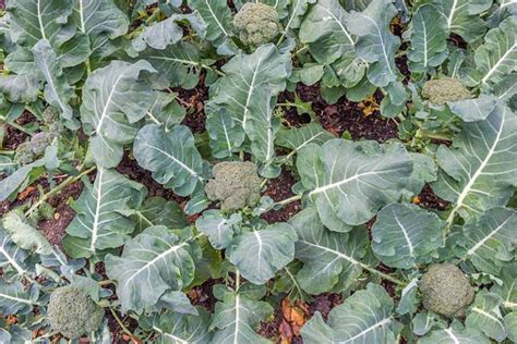 The 10 Best Broccoli Varieties To Grow At Home Gardeners Path