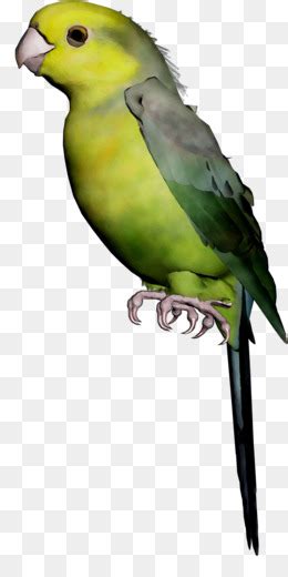 Mau membuat sketsa gambar burung lovebird? 10+ Ide Sketsa Gambar Burung Macaw - The Toosh