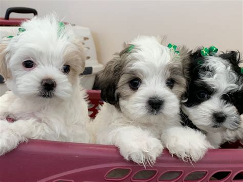 Maltipoo Puppies For Sale | Minneapolis, MN #293783