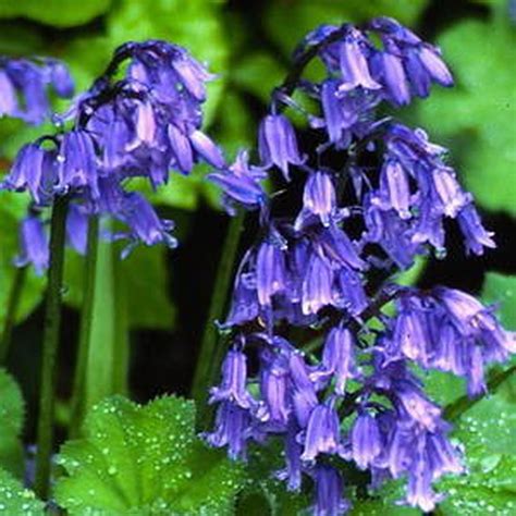 My Weedy Bluebells Are Spanish Not English