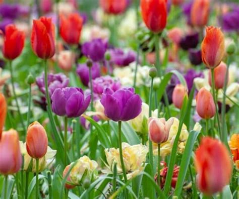 Cómo Plantar Cultivar Tulipanes Y Sus Cuidados Eco Jardín Mágico